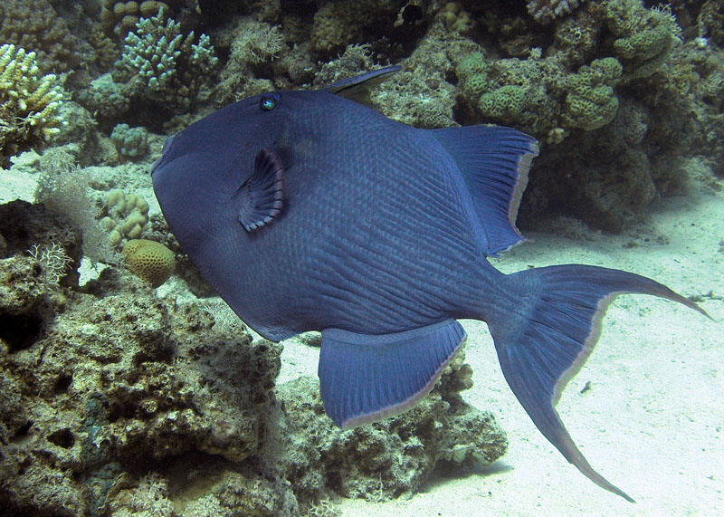 TRIGGERFISH