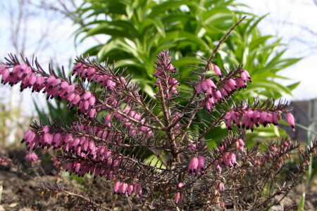 Интересный вид(1)