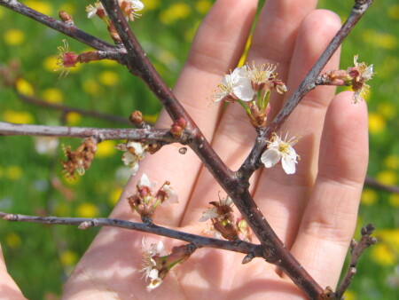 А скоро будут вишенки.