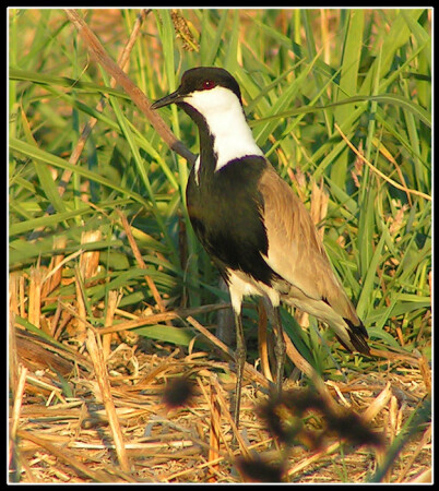 Шпорцевый чибис (Vanellus spinosus)