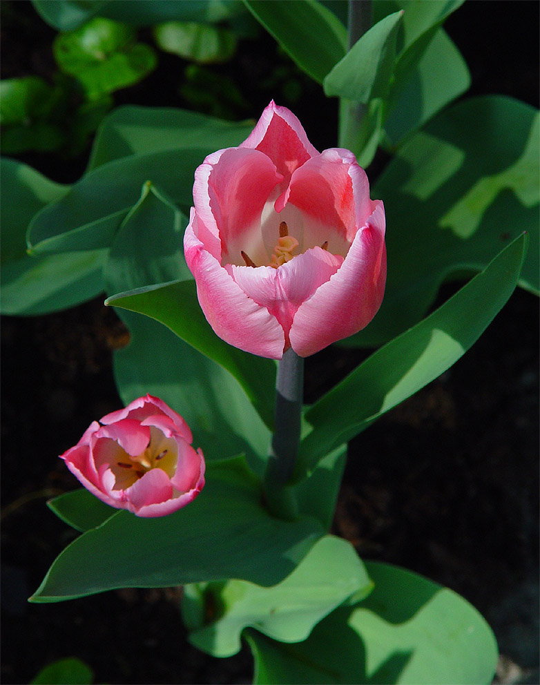 KEUKENHOF – праздник весенней мозаики 7