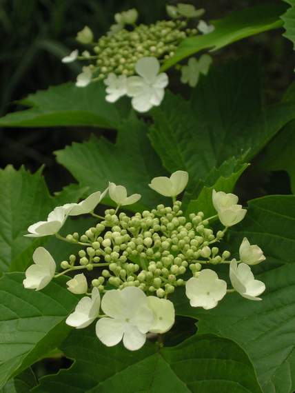 ........Blossom.........