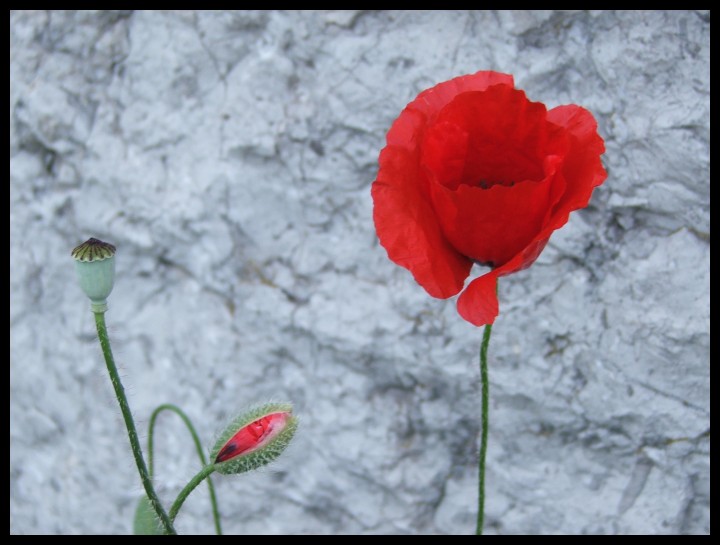 flowers of June. I.