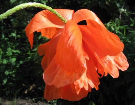 Солнечный мак