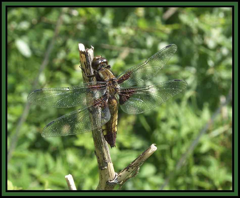 Стрекоза плоская. Libellula Depressa.