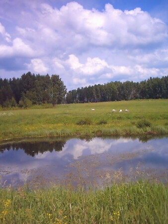 Днем на поле...