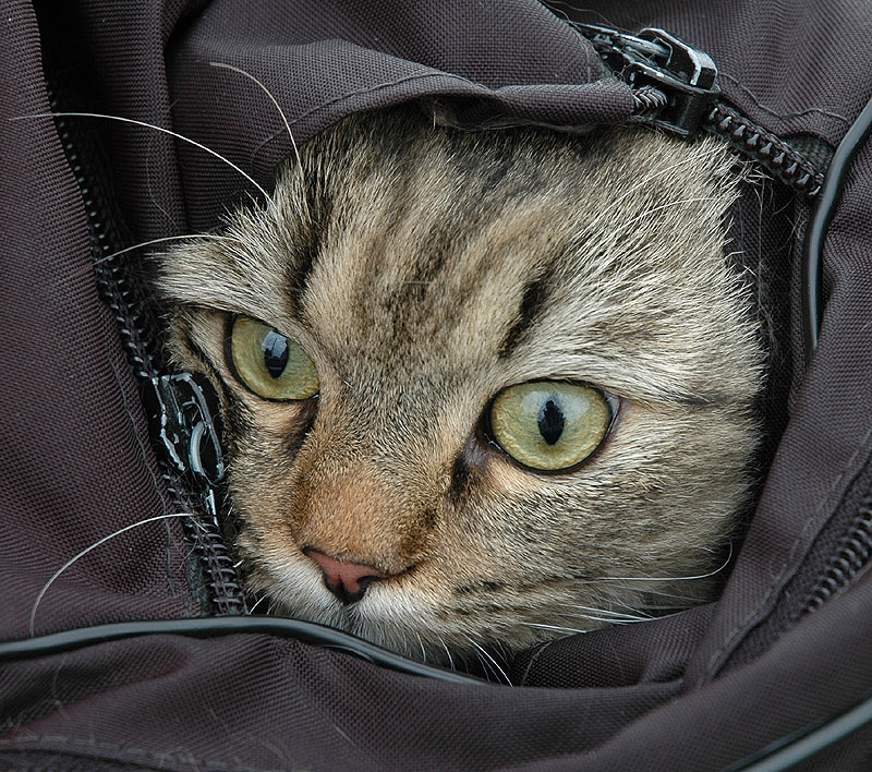 кот в мешке