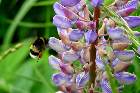 Просто шмель