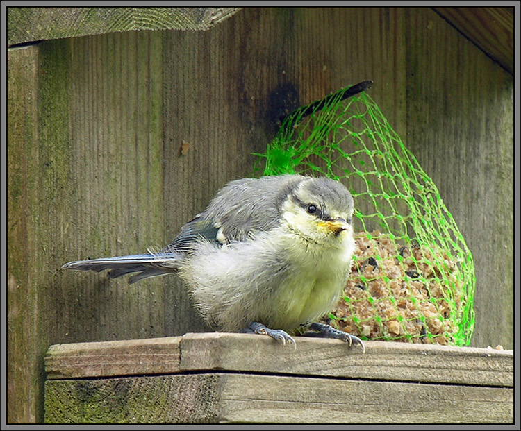 Птенец синички-лазоревки, Parus caeruleus.