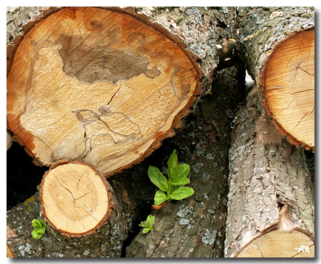 Жажда жизни...