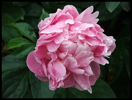 flowers of June. II.