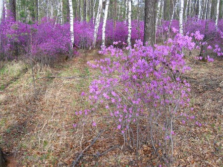 Цветущий багульник 6