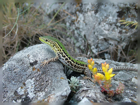 Карликовый ящер