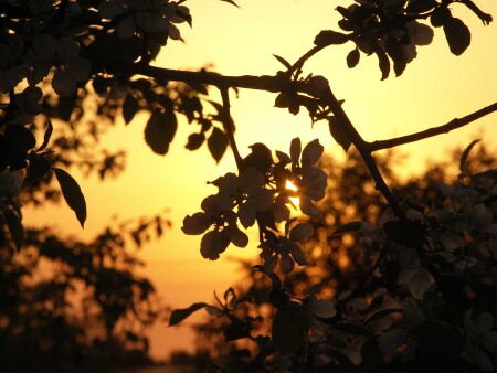 цветущая яблоня на фоне персикого заката