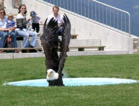The Eagle has landed