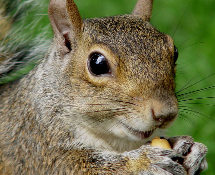 squirrel
