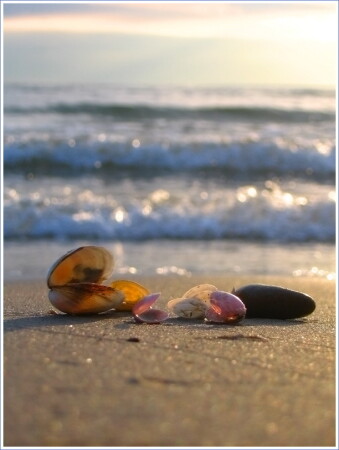 &quot;отвергнутые морем&quot; 