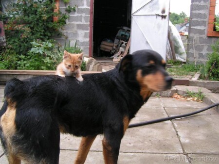 Мой ездовая собака