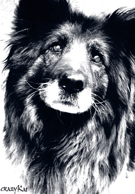 a portrait