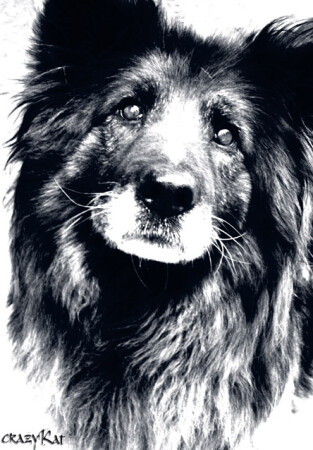 a portrait