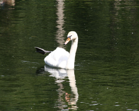 танцы на воде, или сушите ласты