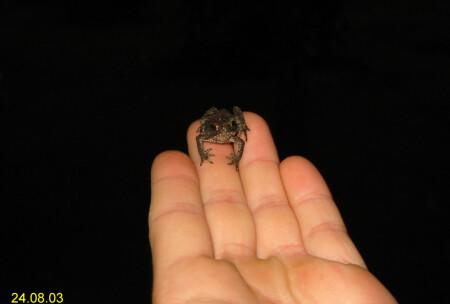 Целовать... не целовать..?