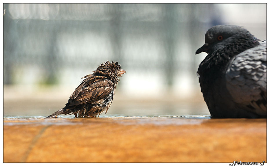sparrow