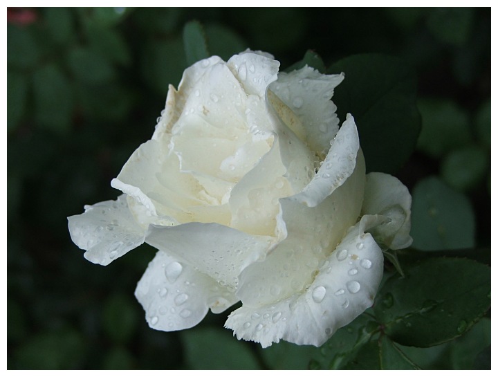 flowers of June. III.