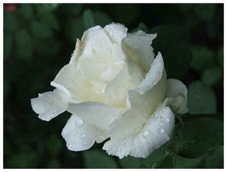 flowers of June. III.