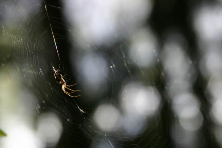 The NET