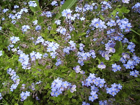 Летние цветы