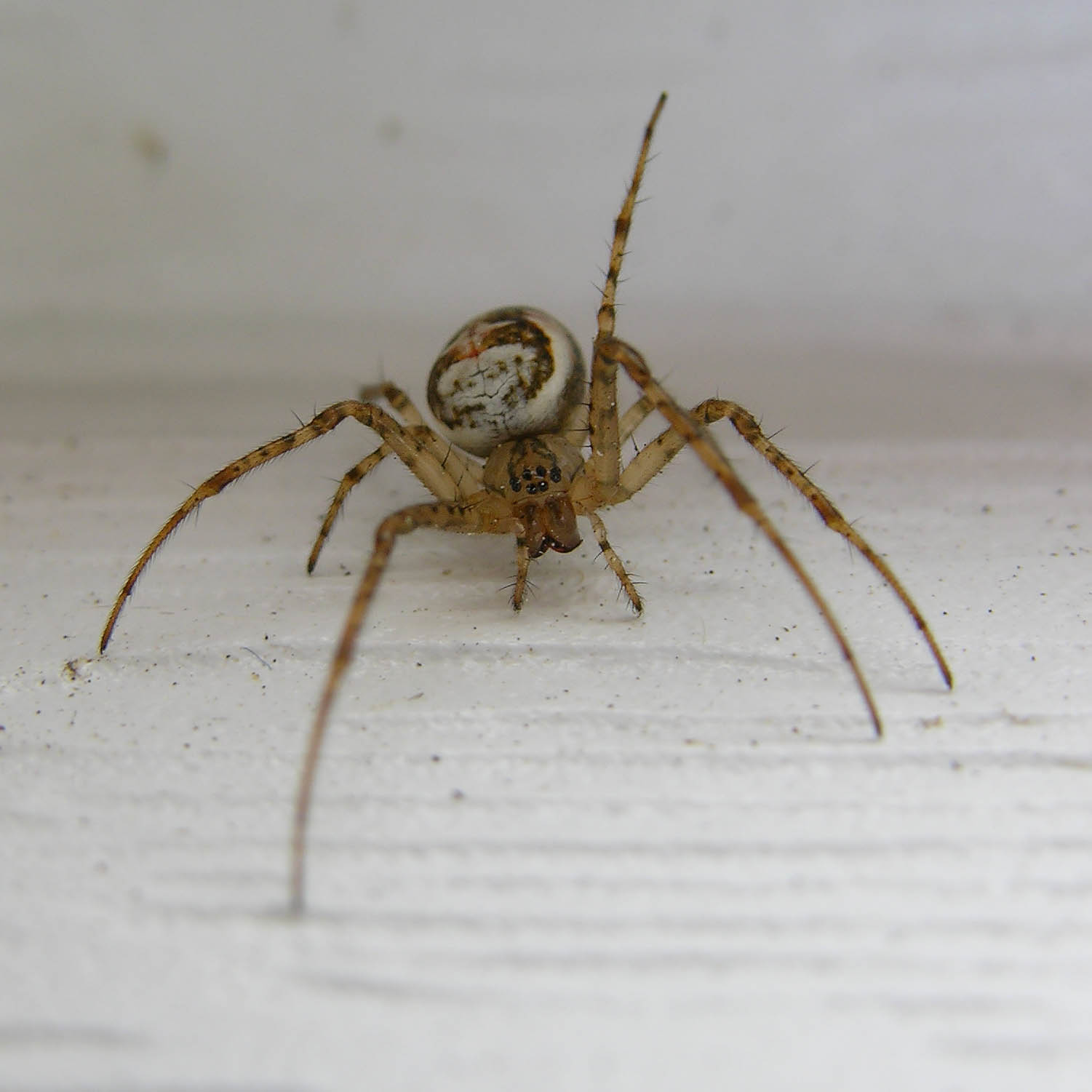 Spider 1