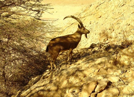 ISRAEL NATIONAL TRAIL в Эйлате (42)
