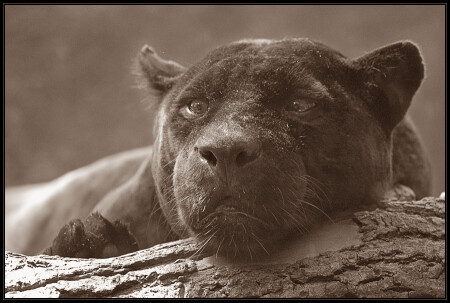 Panthera Onca