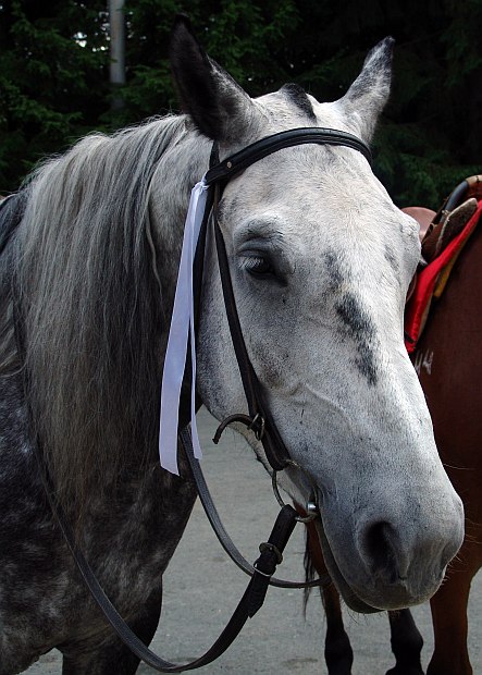 little horse