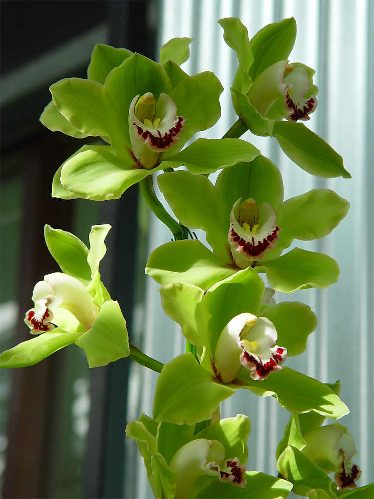 KEUKENHOF – праздник весенней мозаики 10