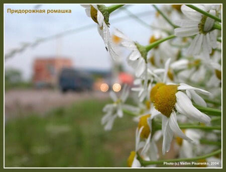 Придорожная ромашка