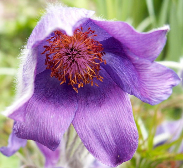 Anemone patens