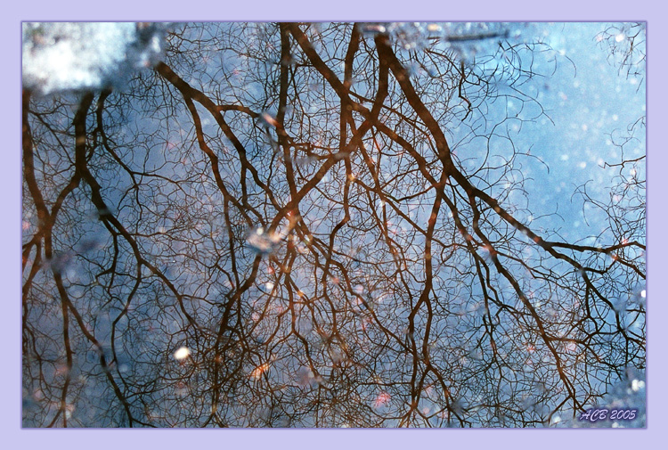 Корни