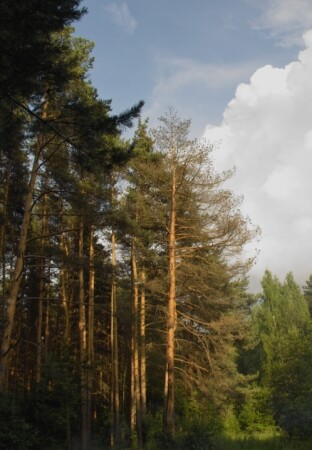 Просто лес, под Москвой