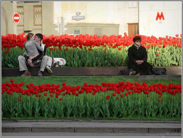тюльпаны