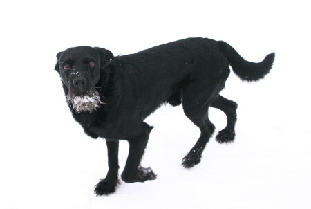 Черный собак на белом снегу