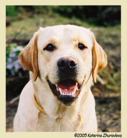 &amp;quot;Счастливая собака&amp;quot;