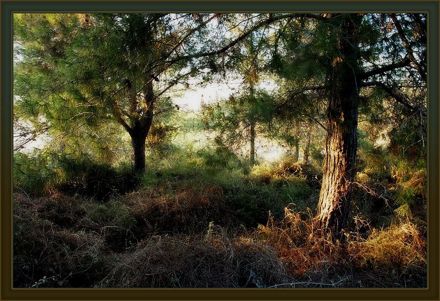 Forest .......... Лес #2