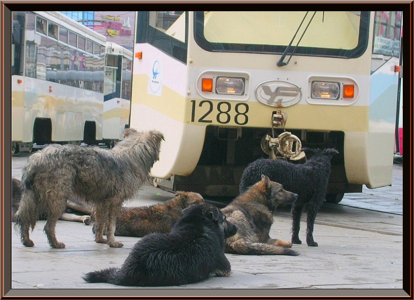 АДАПТАЦИЯ