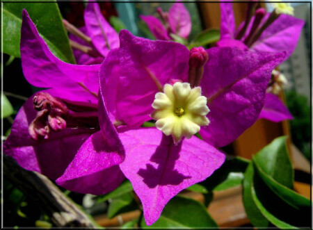 Bougainvillea