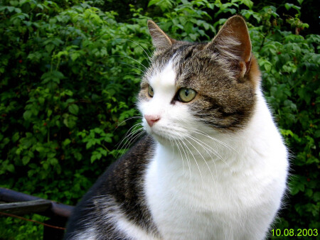 Фредегар Пузикс