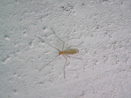 Звенящее насекомое