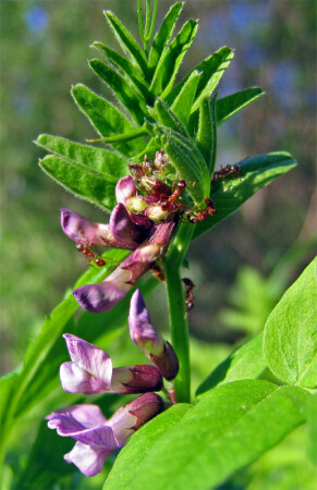 Все любят цветы