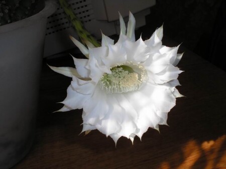 кактус: день рождения